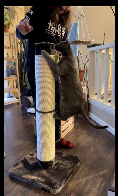 Big boy hotsell scratching post