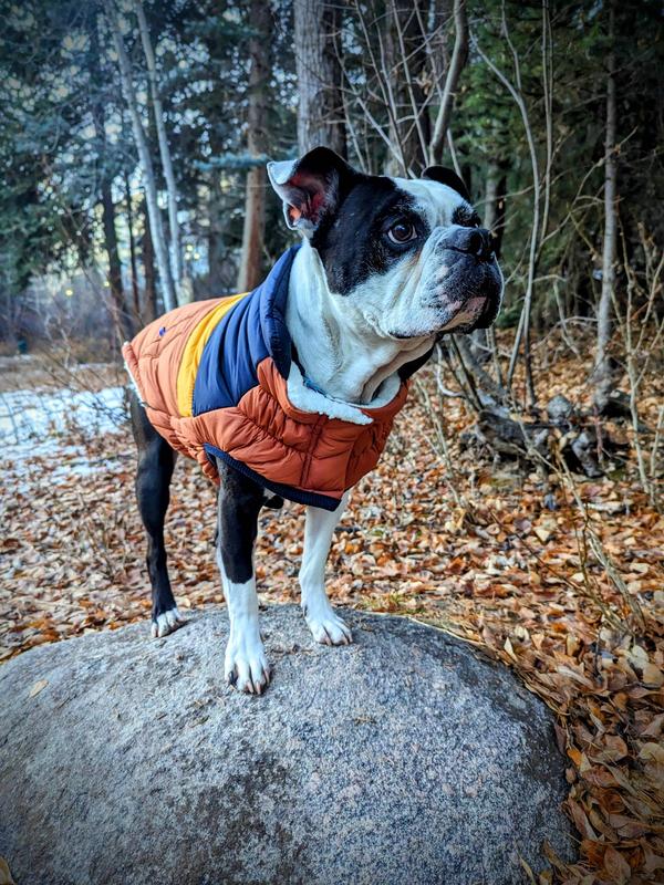 Chewy dog clearance jacket