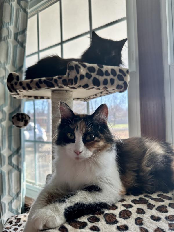Cat tree coupon sale