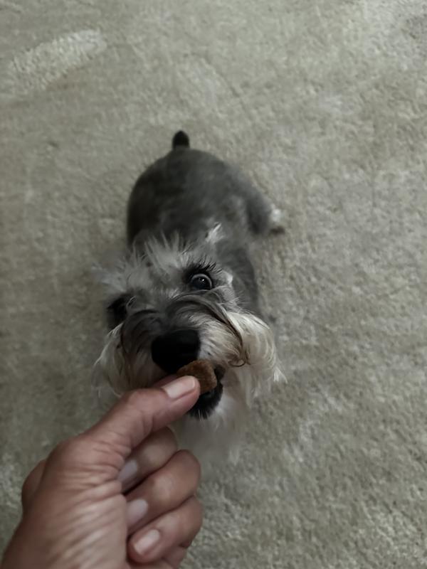 STRELLALAB Anti Itch Allergy Relief Omega Dog Chews, 120 count