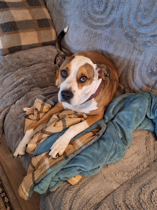 Gracie just chilling
