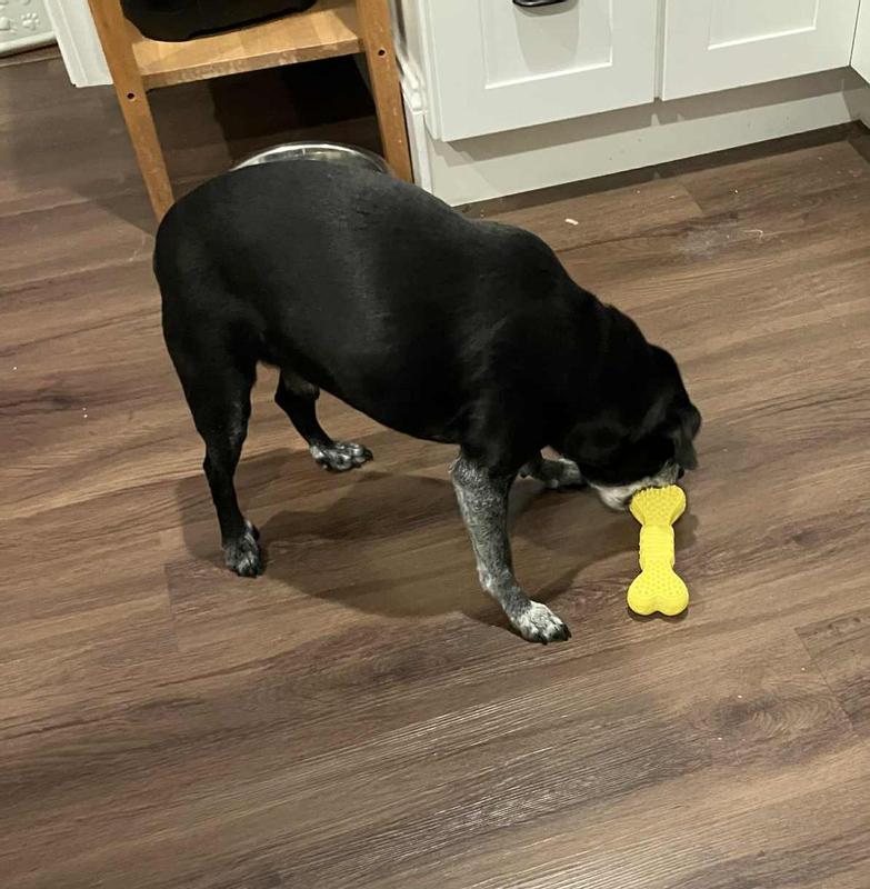 primary chewer at work