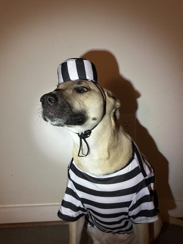 Cheese thief apprehended!
