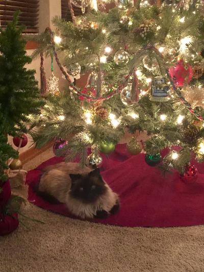 Present under the tree