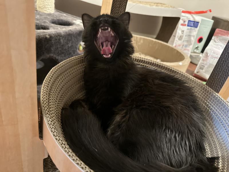 NECOICHI Cozy Tower Scratcher Cat Bed, Oak, XLarge