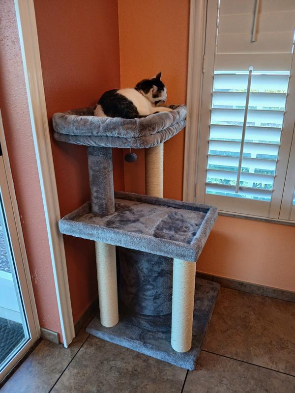 He loves being up high so he can look outside the window.