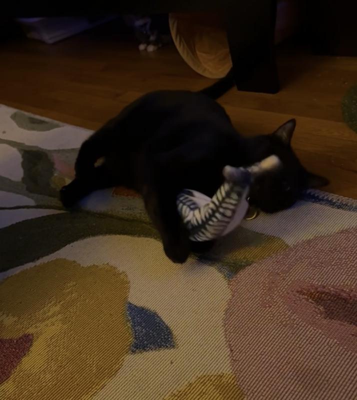 Beans in action and Sprinkles watching cautiously under the bed.