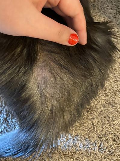 New growth of hair and clear skin (Iames Food)