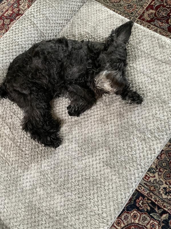 Greta taking a nape.