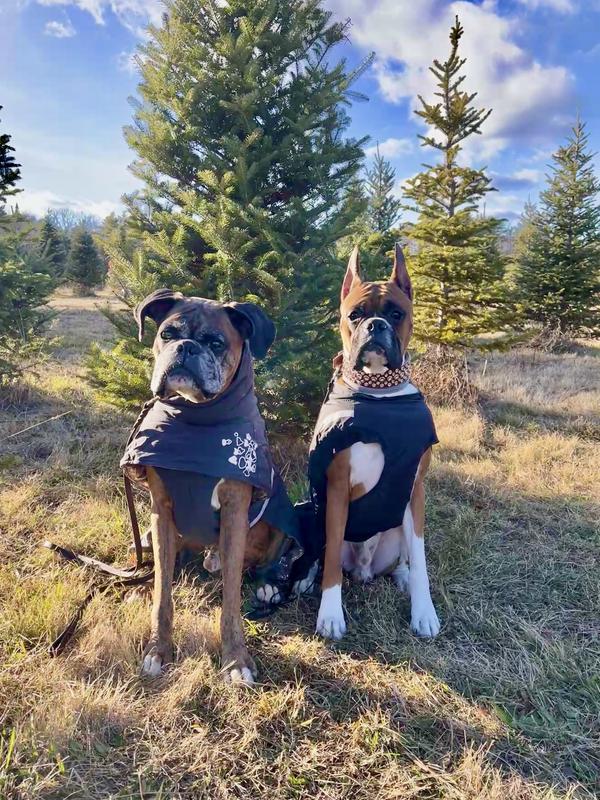 Both dogs in Hurtta coats- the coat on the right is 9 years old!