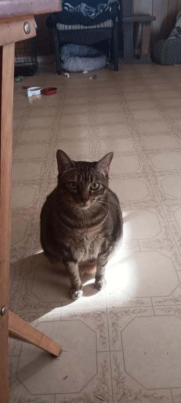 Slowly slimming down.