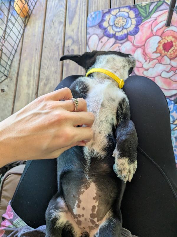 Clean paws, clean belly just from using this!