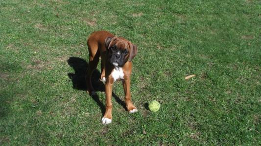 Autumn at 4 months old