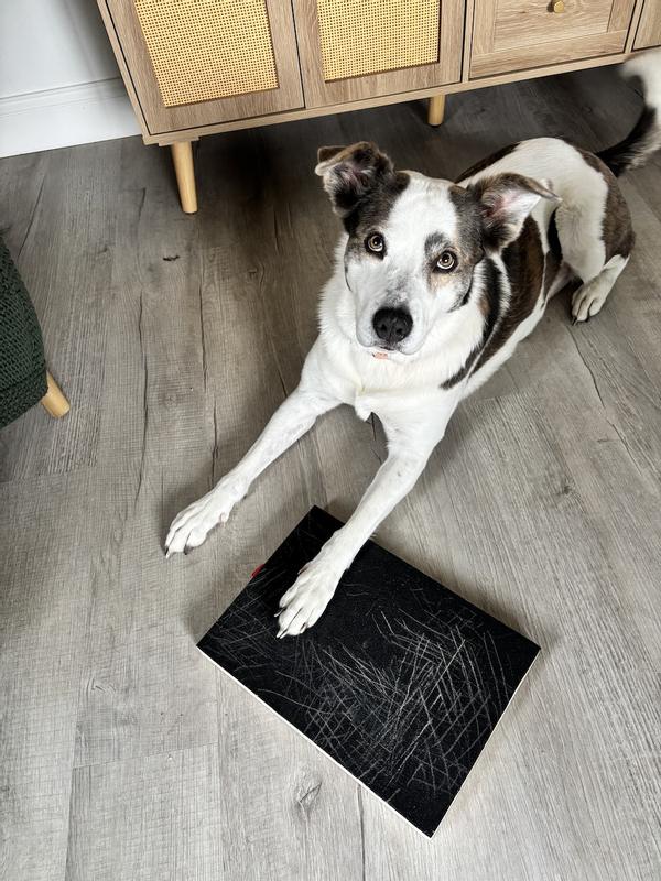 Pre - her last nail file. She was ready to start scratching for treats and shows zero anxiety about the board.