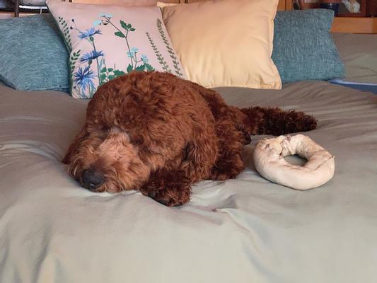 TAKING A CHEWY TIME OUT