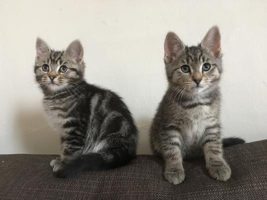 Agnes (left) and Amelia (right)