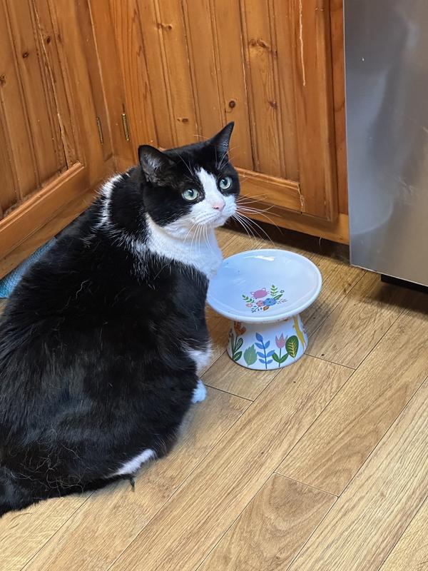 This is her waiting “patiently” for dinner.
