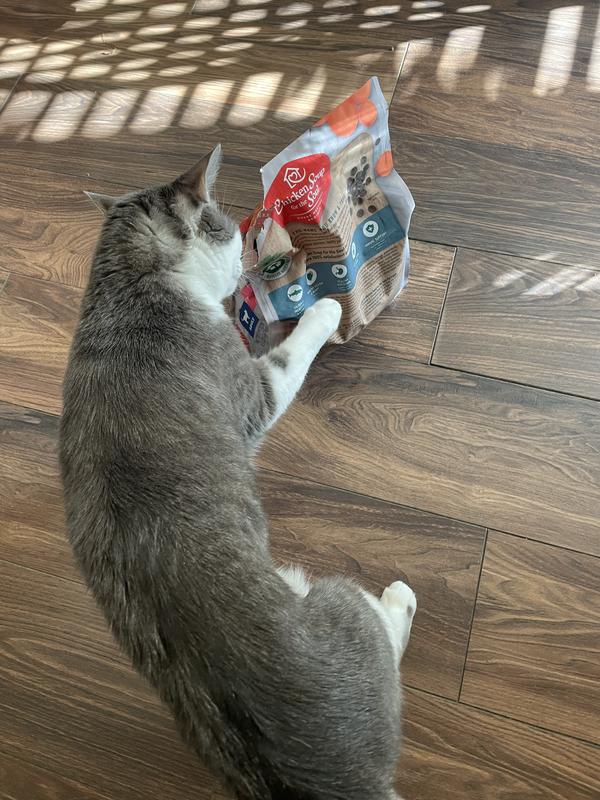 Leo trying to get into the bag