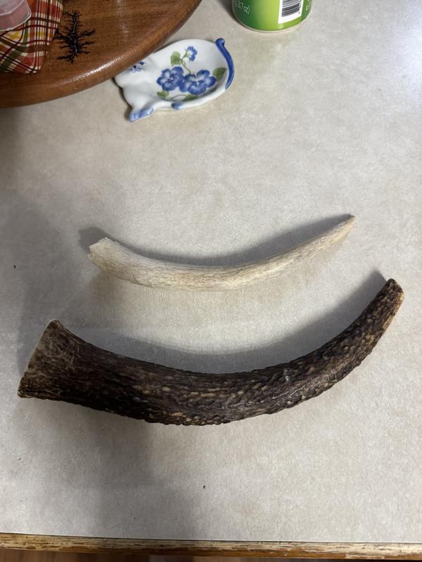 Comparison of 2 antlers