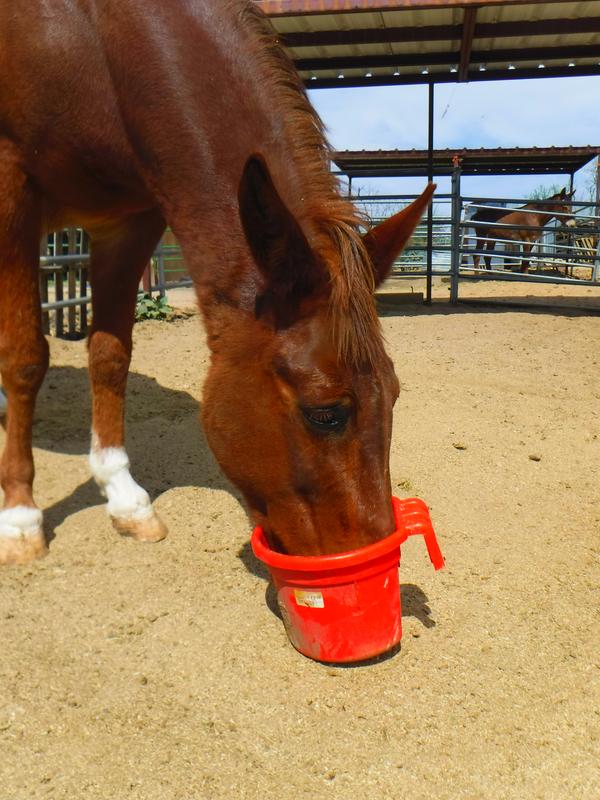 The low-sugar, low-starch formula is excellent for my chunky mules.