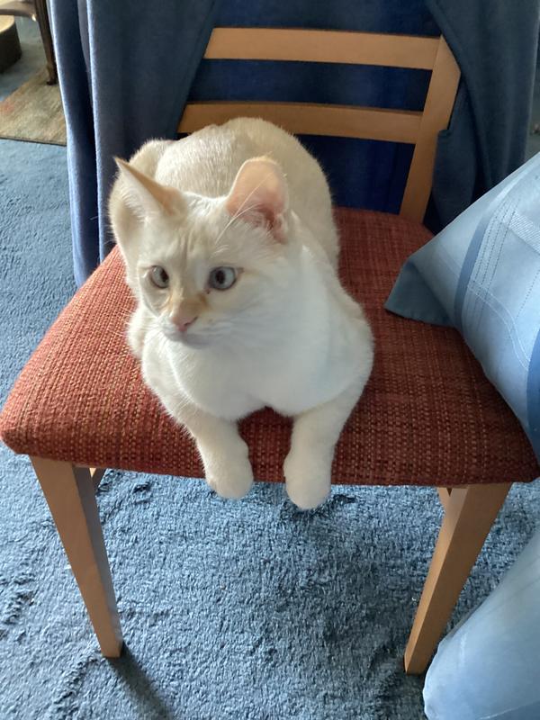 Little Princess Gabrielle