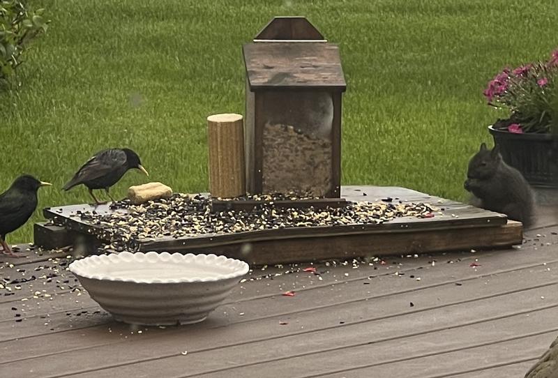 Birds love it!