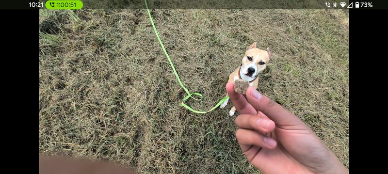 10 months old Viper, while on a long line , eager for a treat.