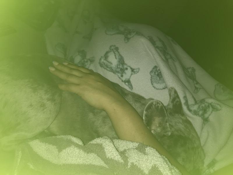 My pups asleep , green glare was off my backlight