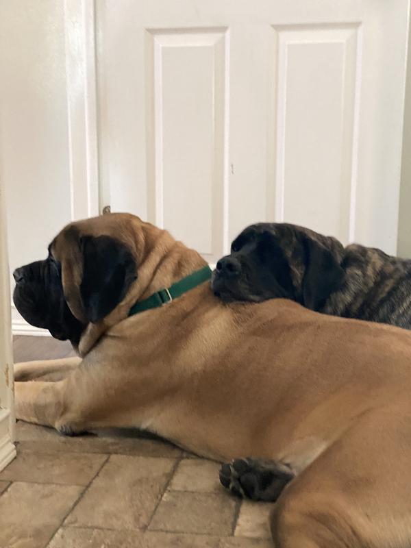 Snuggle bunnies- My boys love these treats