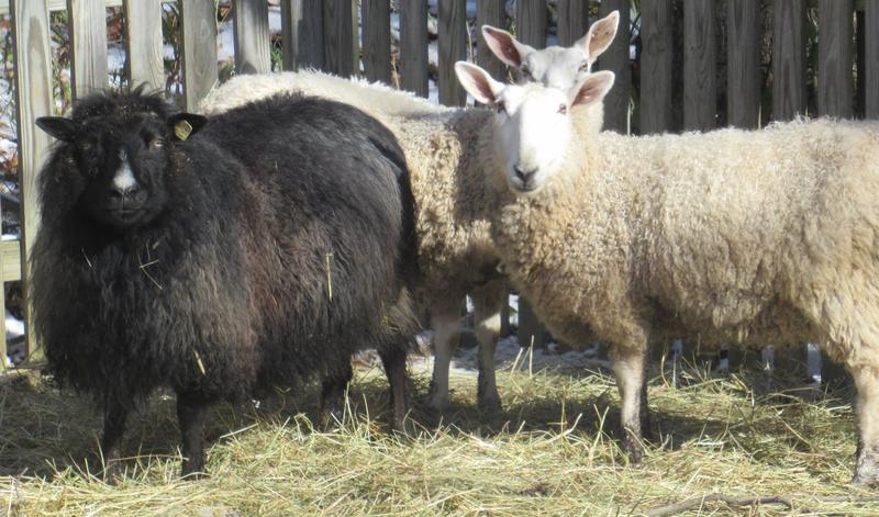 Icelandic wether on left and Border Leicester ewe on right.