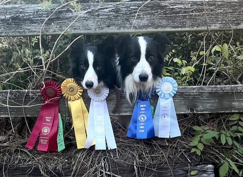 Great results after warming up with Charlee Bear nuggets.