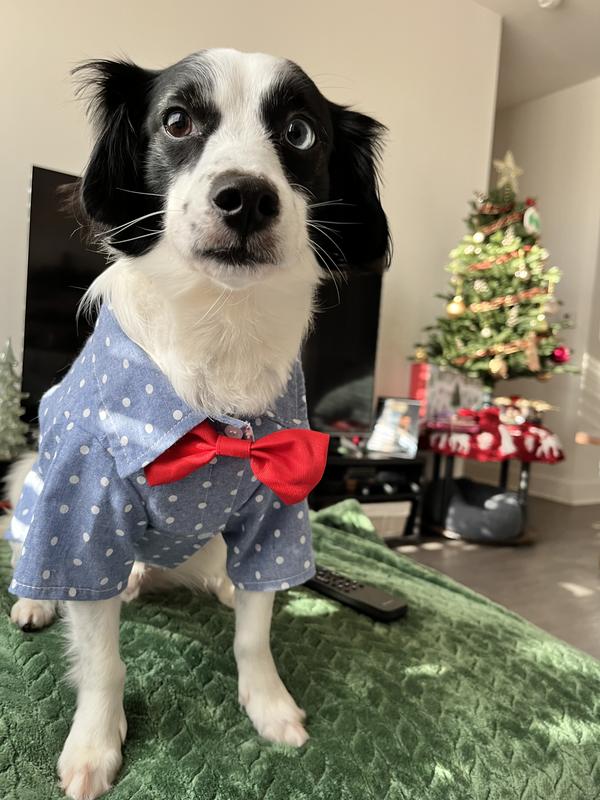 Frisco Polka Dot Chambray Dog & Cat Button Up Shirt