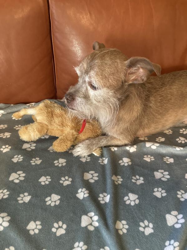 Still fun, even with a broken squeaker.