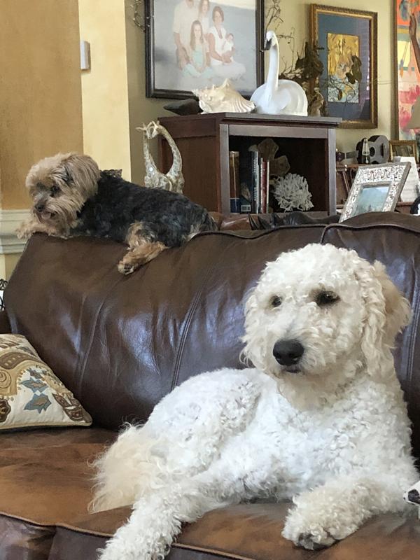 Our boys, Before a grooming.