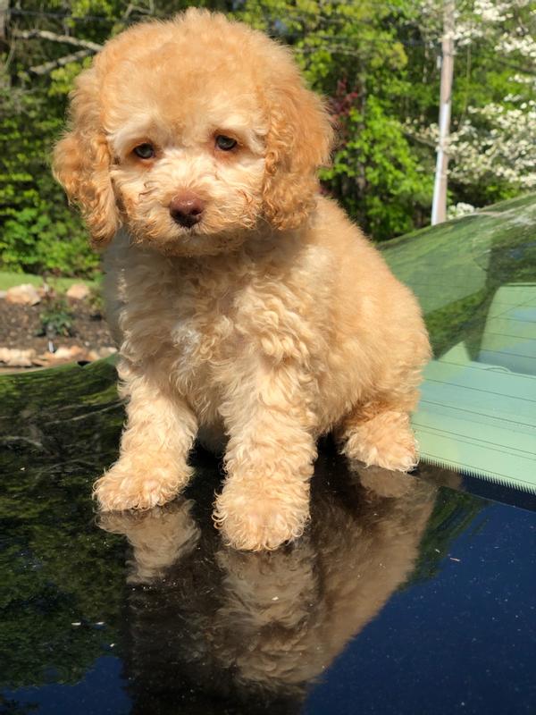 My fur babby