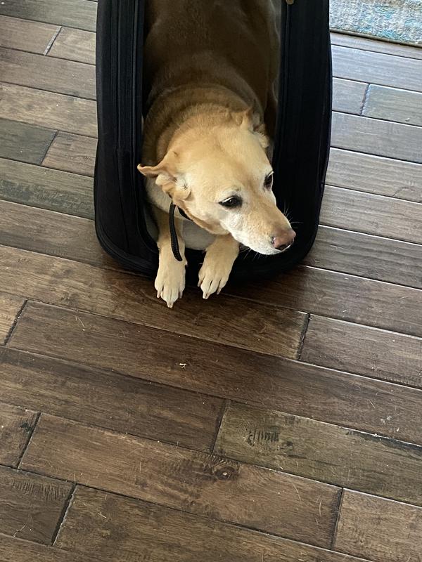 Doggo testing it out