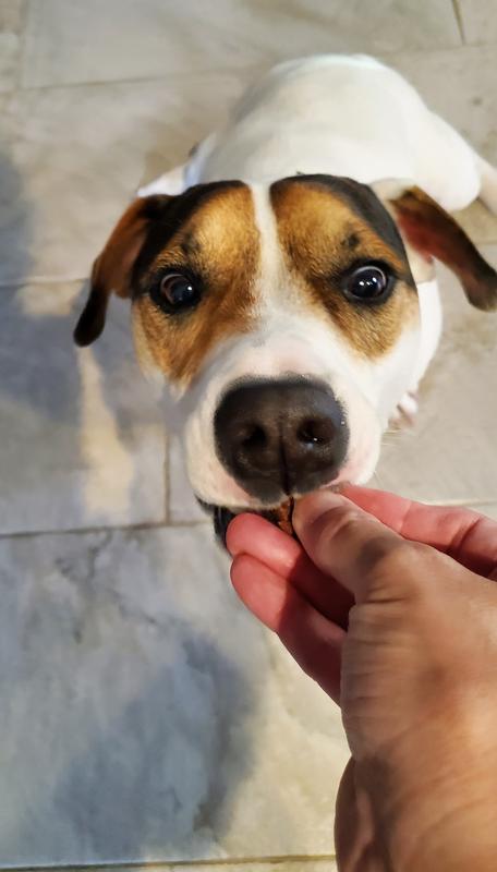 Finn loves these treats