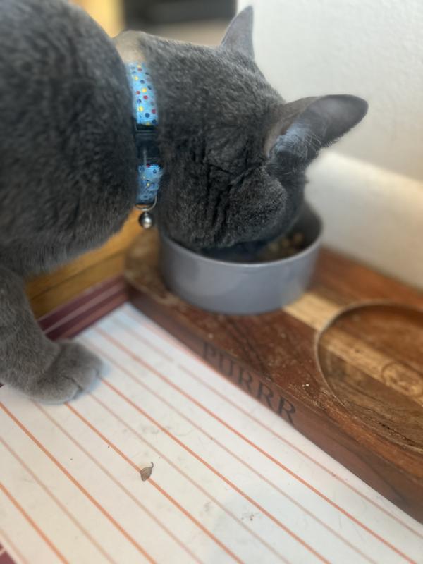 Picky cat approved!