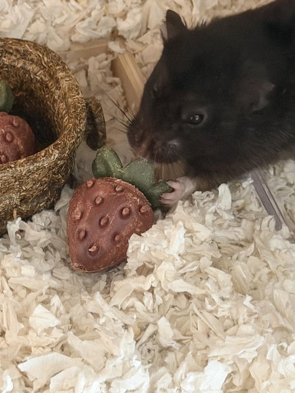 Betty getting after the berry