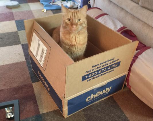 Henry likes the boxes too