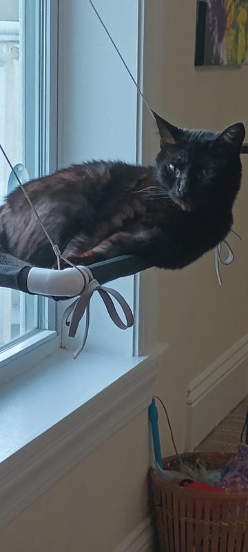Binx the wonder cat