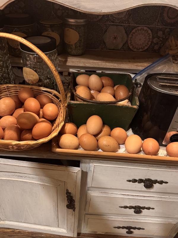This weeks eggs (December 26)