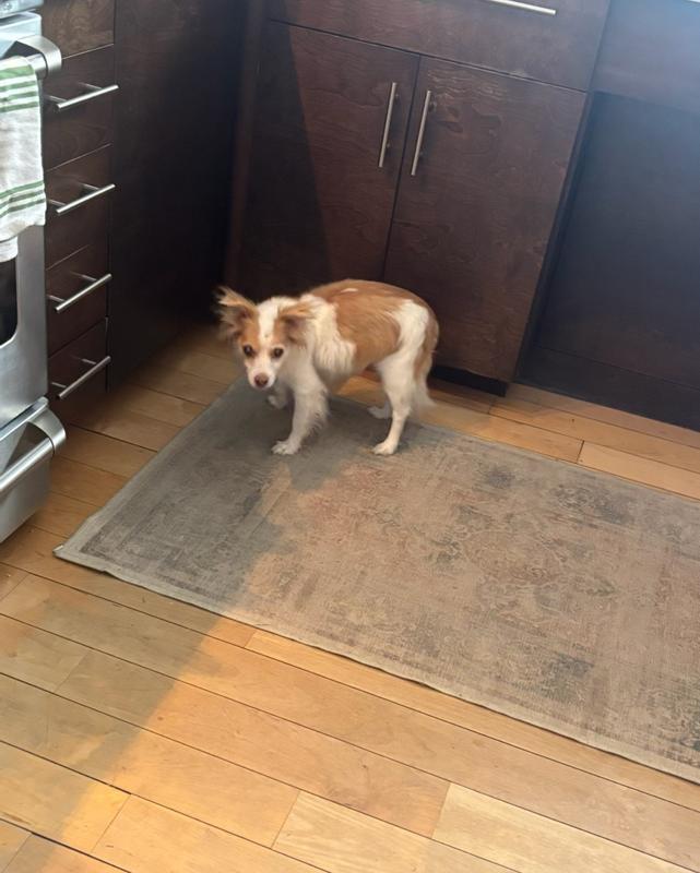 Great for big or small dogs!