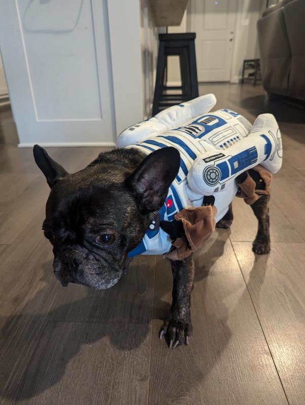 Otherwise a good fit for a Frenchie!