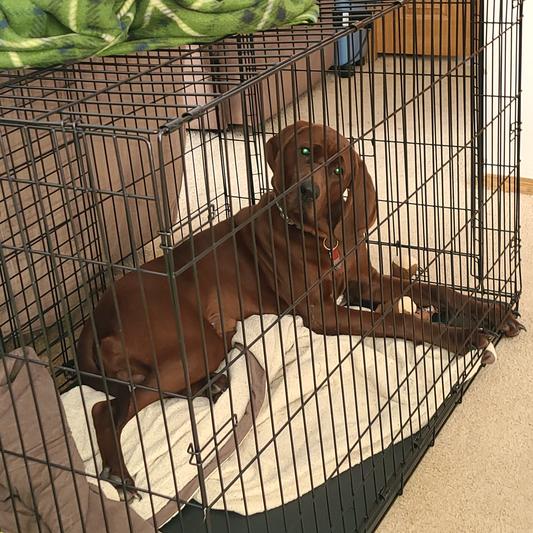 MIDWEST Ovation Single Door Collapsible Wire Dog Crate, 48-in 