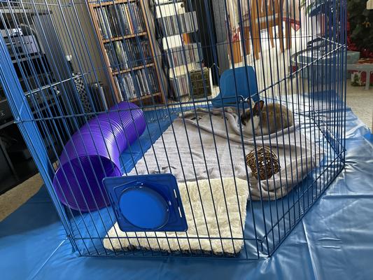 Kaytee pet shop n playpen