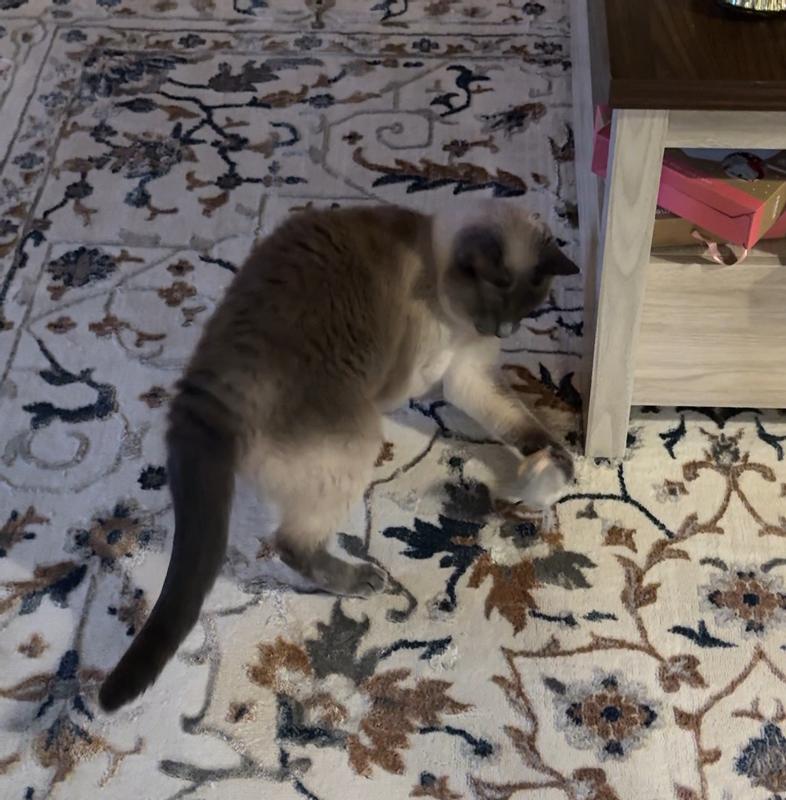 Playing with her new favorite toy🐭