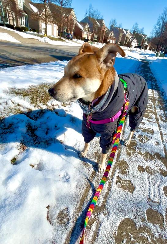 Hurtta Extreme Overall Insulated Dog Snowsuit, Blackberry