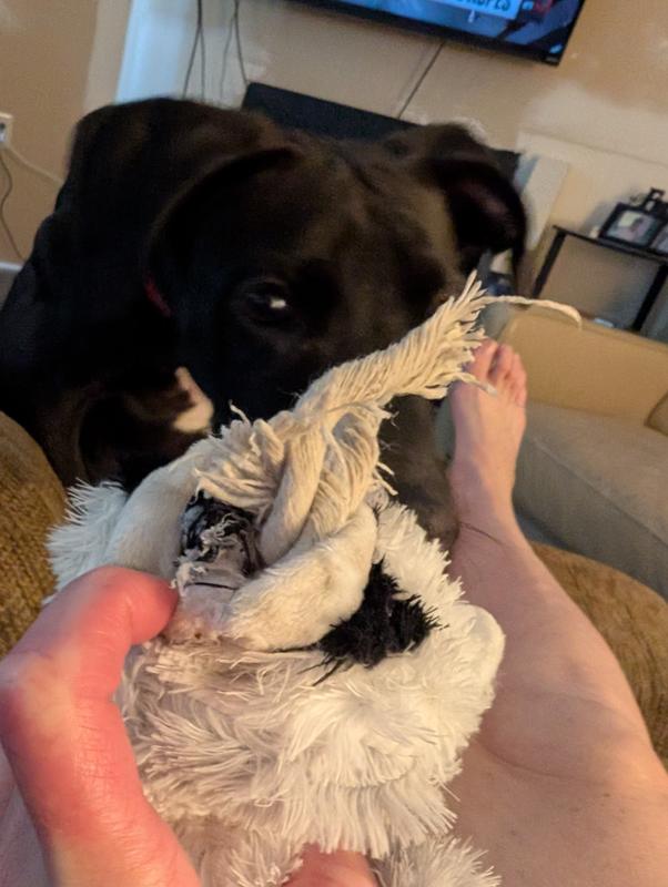We just received the Raccoon 30 minutes ago and Lily is already torn into it.