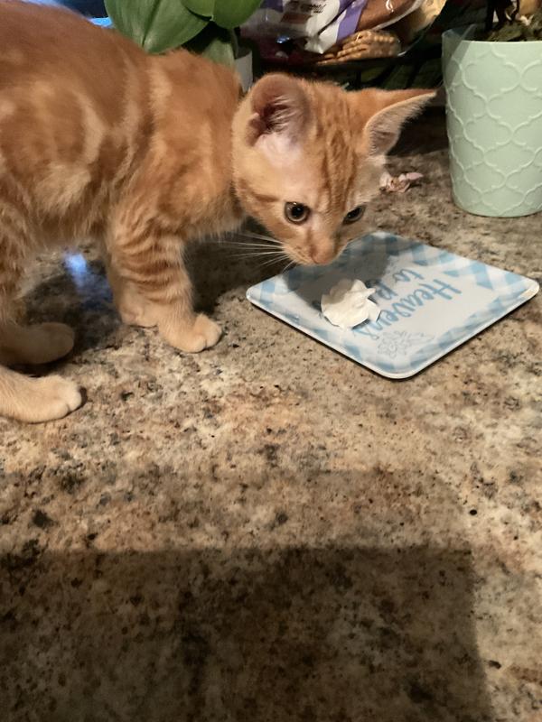 Baby Simba Morning Coffee with Mommy